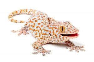 Gekko gecko sub adulte, NC